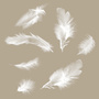 Plumes des Anges