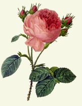 Rose d'antan