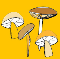 yellow mushrooms