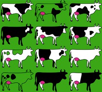 vaches