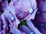 fleur Ajna - sylvie-elisabeth siegmann - Sam'Oz