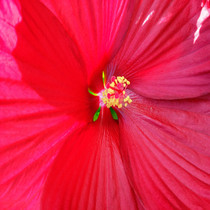 Hibiscus des marais rouge