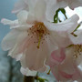 Fleur de Sakura - sylvie-elisabeth siegmann - Sam'Oz
